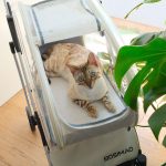 3 in 1 Folding Cat Stroller with Removable Carrier - Image 6