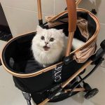 Foldable Travel Pet Stroller for Cats & Dogs with Detachable Carrier - Image 7