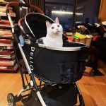 Foldable Travel Pet Stroller for Cats & Dogs with Detachable Carrier - Image 6